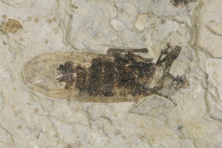 Fossil March Fly (Plecia) - Green River Formation #154495